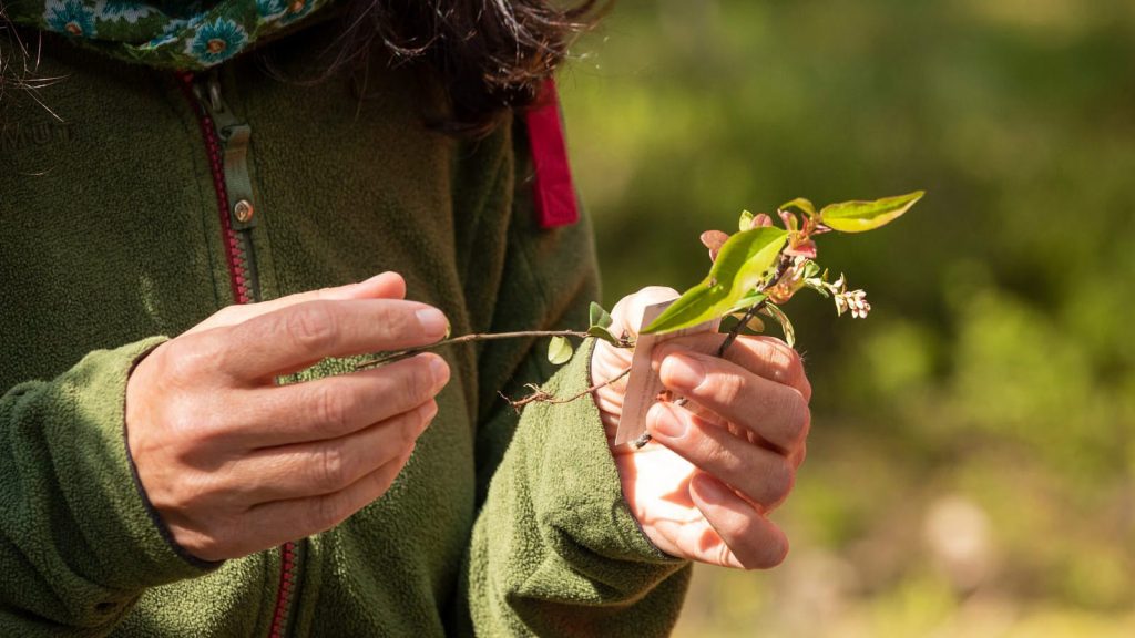 Entdecken Sie die Wunder der Natur: Unsere Upcoming Ökologie-Seminare